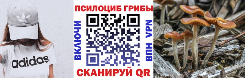 Купить где  Олонец  Псилоцибиновые грибы Psilocybe 